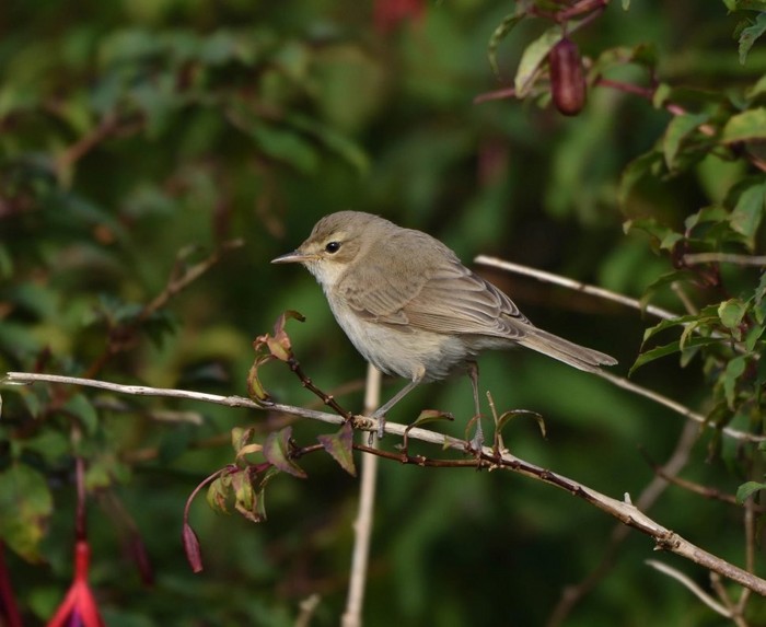 Booted Warbler