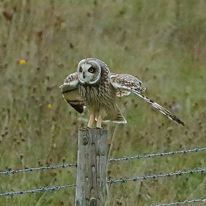 Short-eared Owl