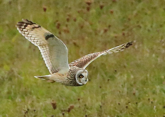 Short-eared Owl