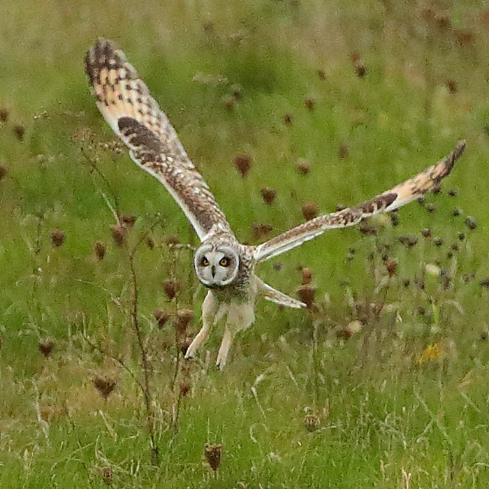 Short-eared Owl