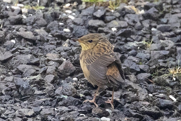 Pallas's Grasshopper Warbler