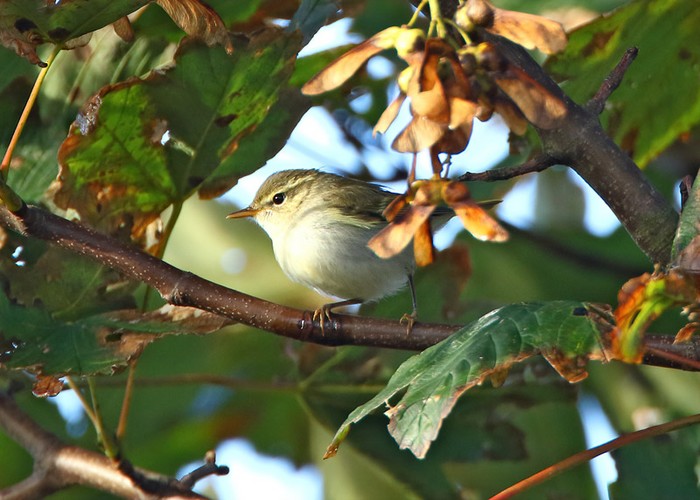 Two-barred Greenish Warbler