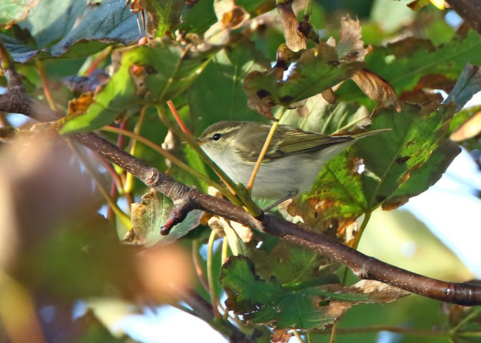 Two-barred Greenish Warbler