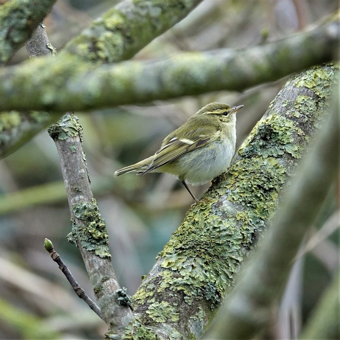 Yellow-browed Warbler
