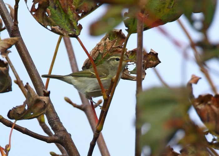 Two-barred Greenish Warbler