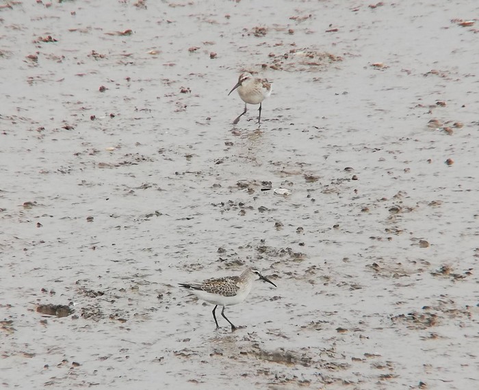 Curlew Sandpiper