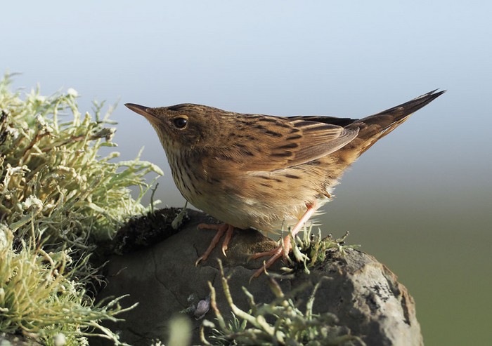 Lanceolated Warbler