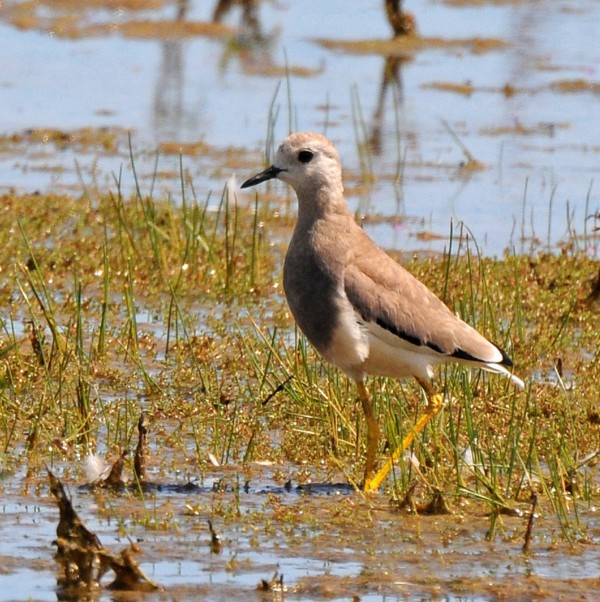 White-tailed Plover