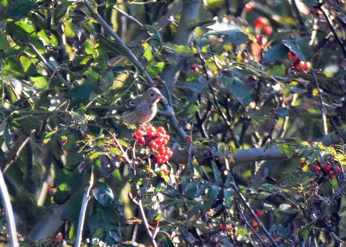 Common Rosefinch