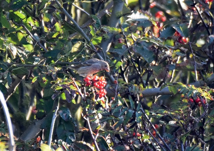 Common Rosefinch