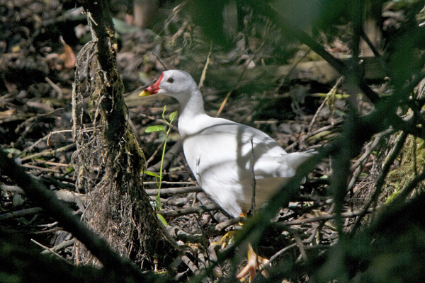 Moorhen