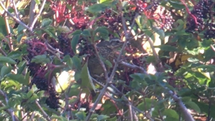 Siberian Thrush