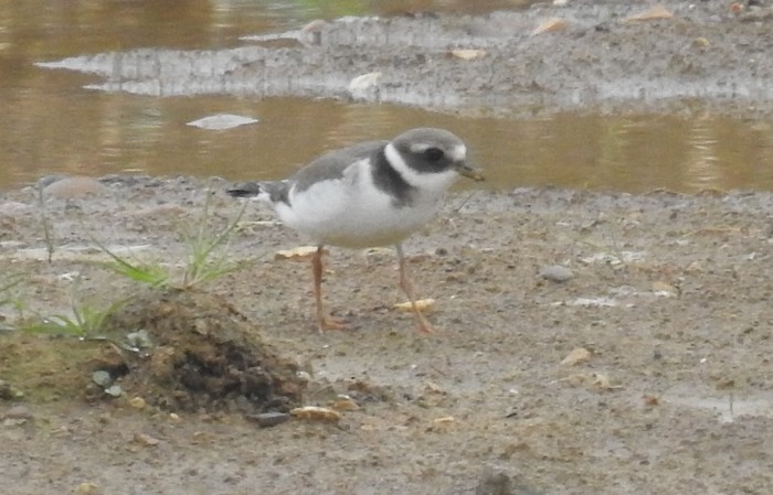 ringed plover