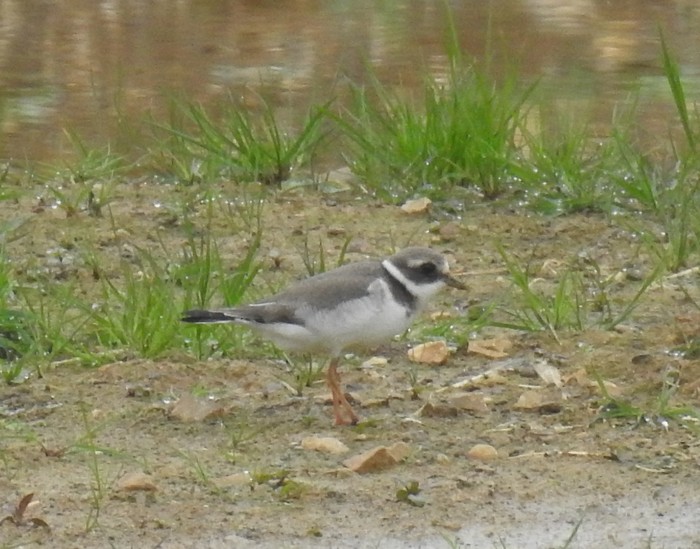 Ringed Plover