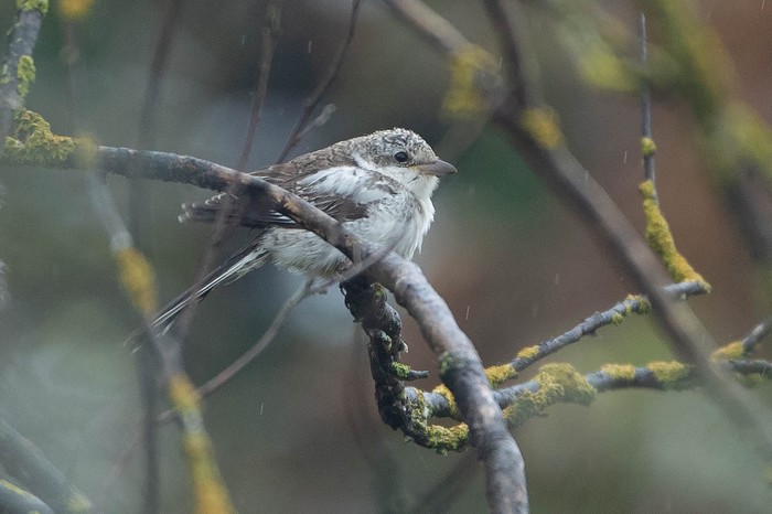 Masked Shrike