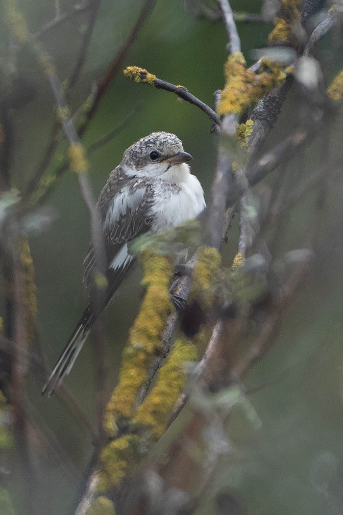 Masked Shrike