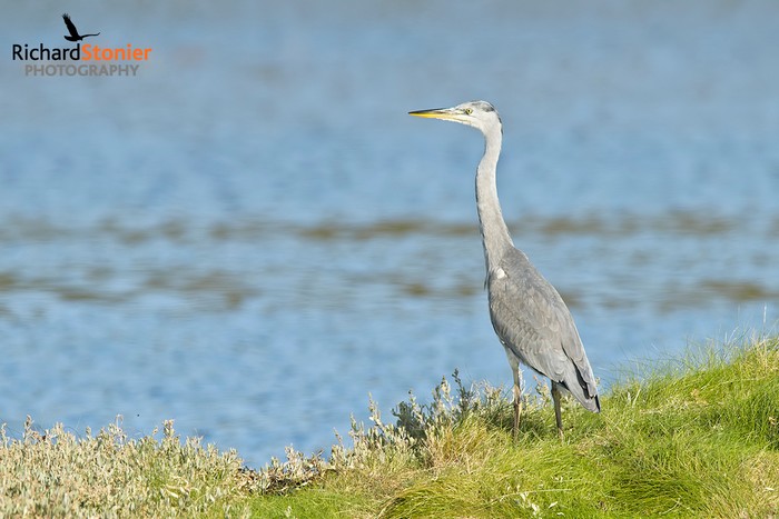 Grey Heron