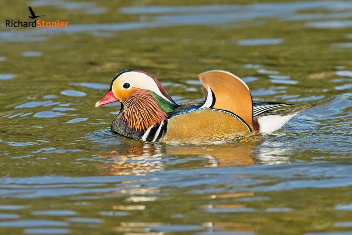 Mandarin