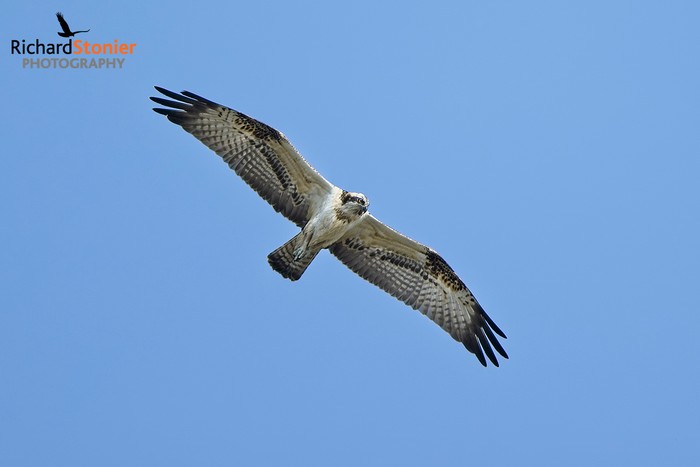 Osprey