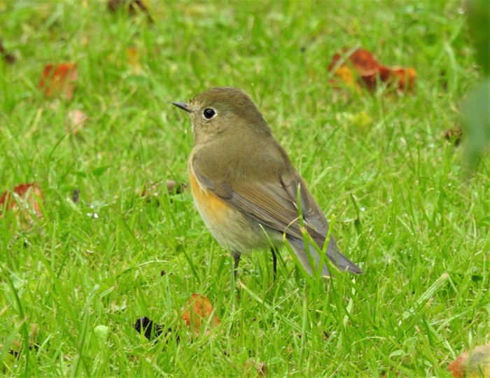 Red-flanked Bluetail