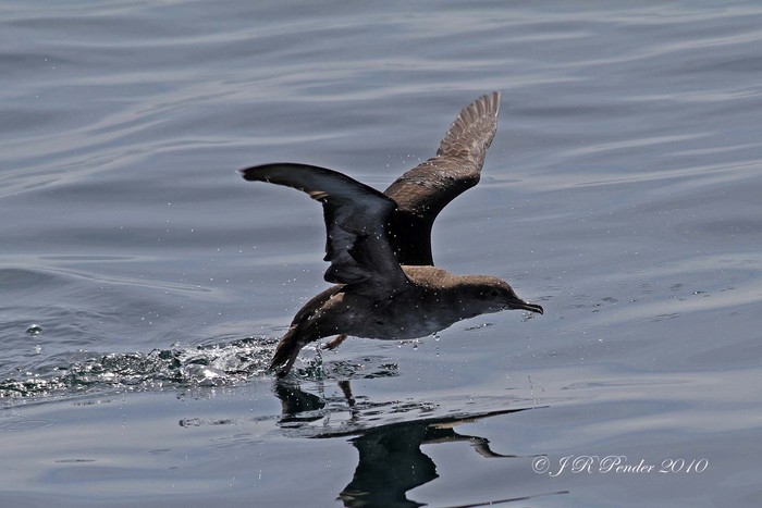 Balearic Shearwater