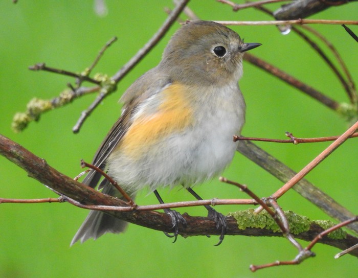 Red-flanked Bluetail