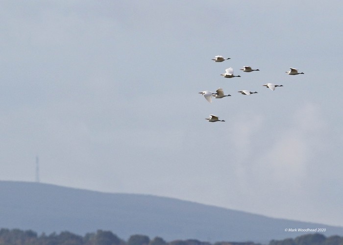 Cattle Egret