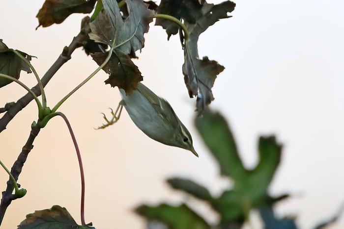 Arctic Warbler