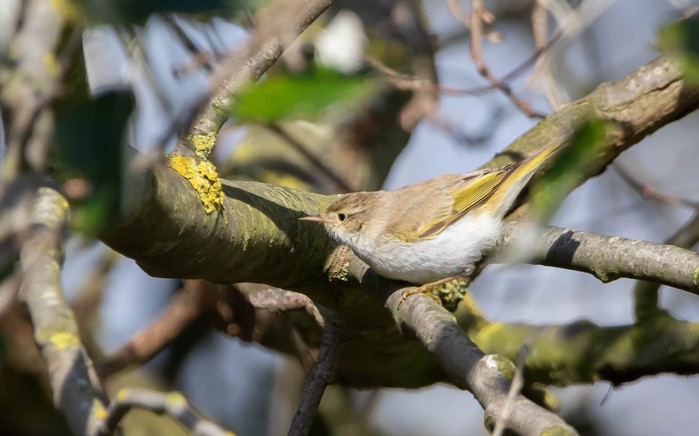 Western Bonelli's Warbler