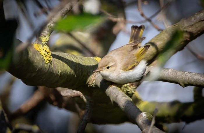 Western Bonelli's Warbler