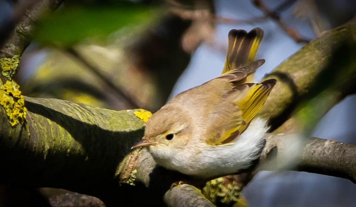 Western Bonelli's Warbler