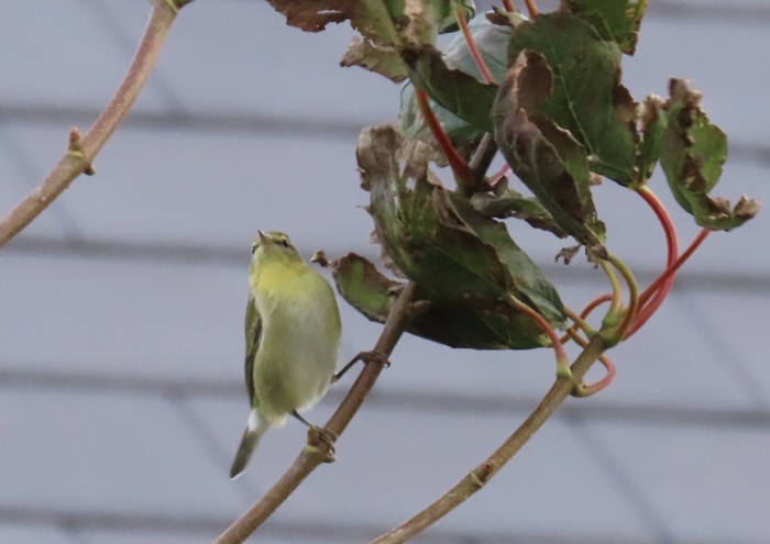 Tennessee Warbler