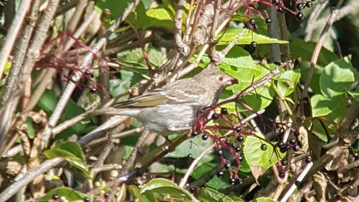 Common Rosefinch