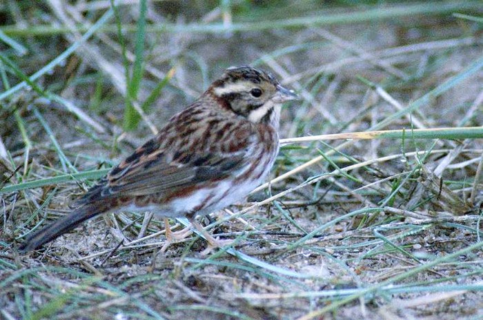 Rustic Bunting