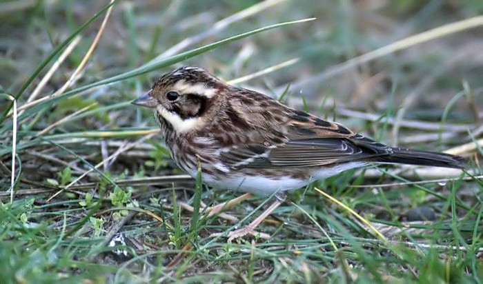 Rustic Bunting