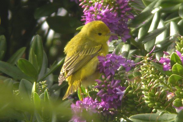 Yellow Warbler