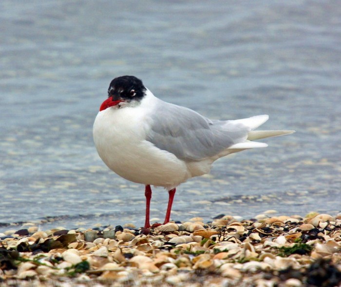 Mediterranean Gull