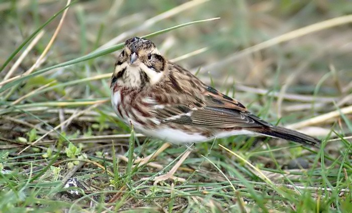 Rustic Bunting