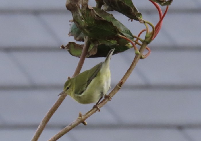 Tennessee Warbler