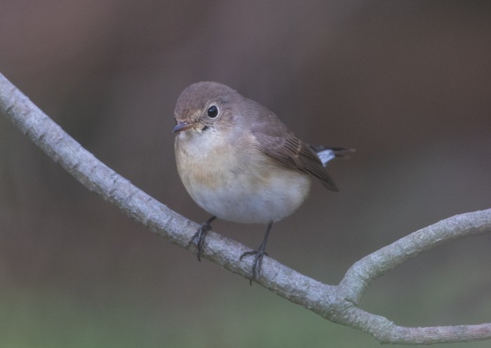 Red-breasted Flycatcher