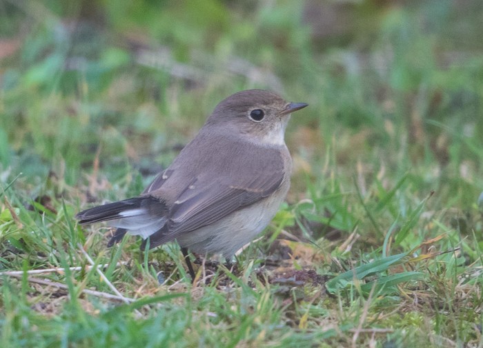 Red-breasted Flycatcher