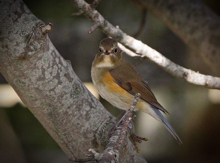 Red-flanked Bluetail