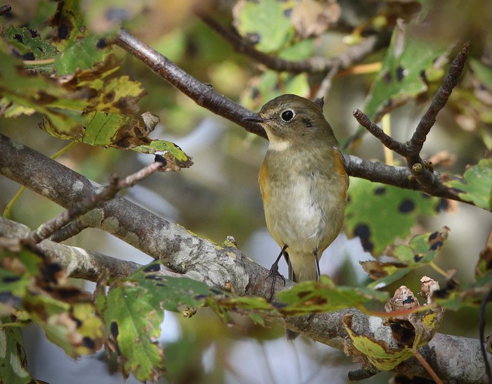 Red-flanked Bluetail