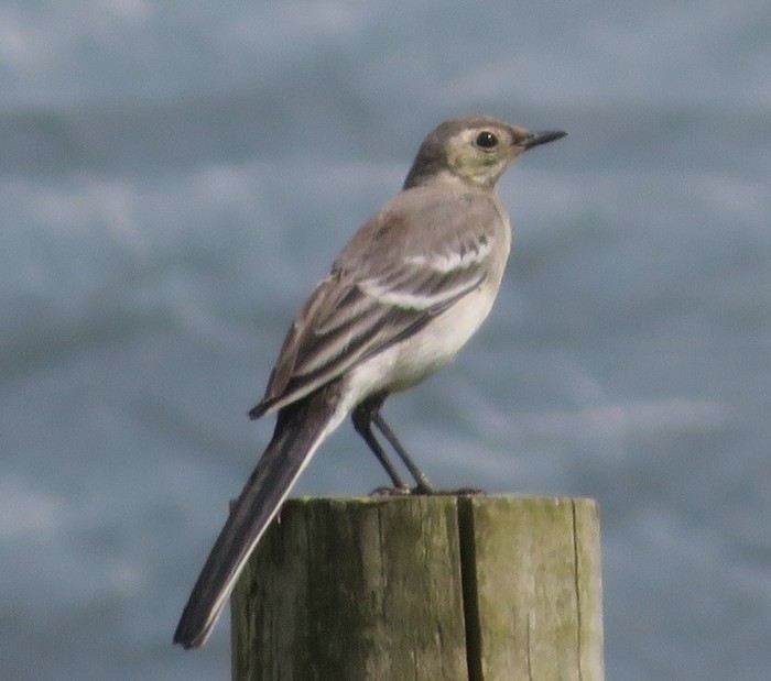 Pied Wagtail