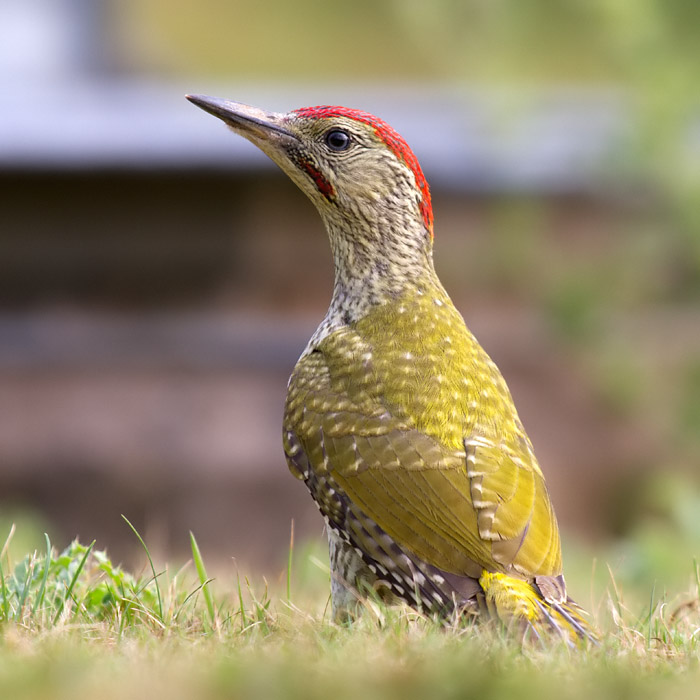Green Woodpecker