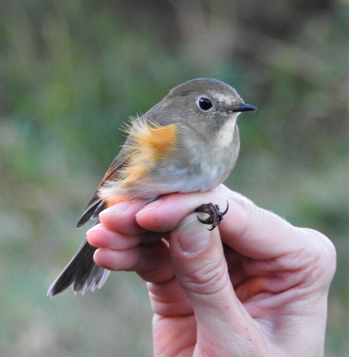 Red-flanked Bluetail