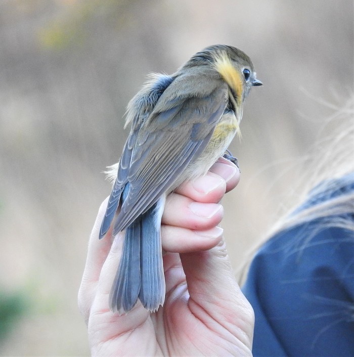 Red-flanked Bluetail