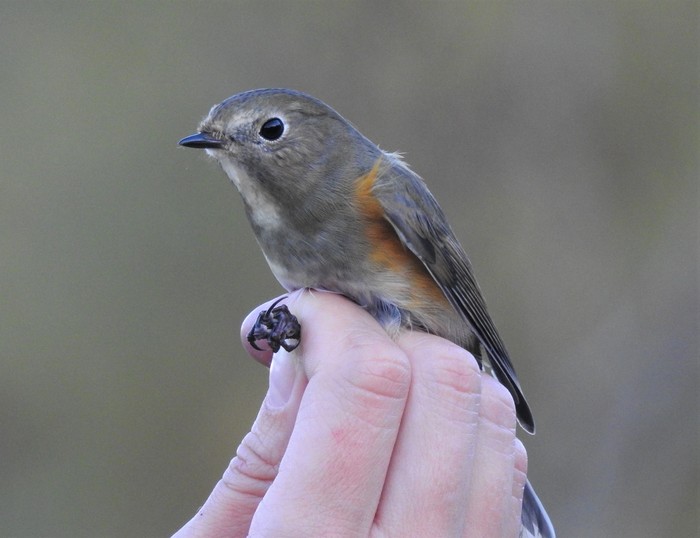 Red-flanked Bluetail