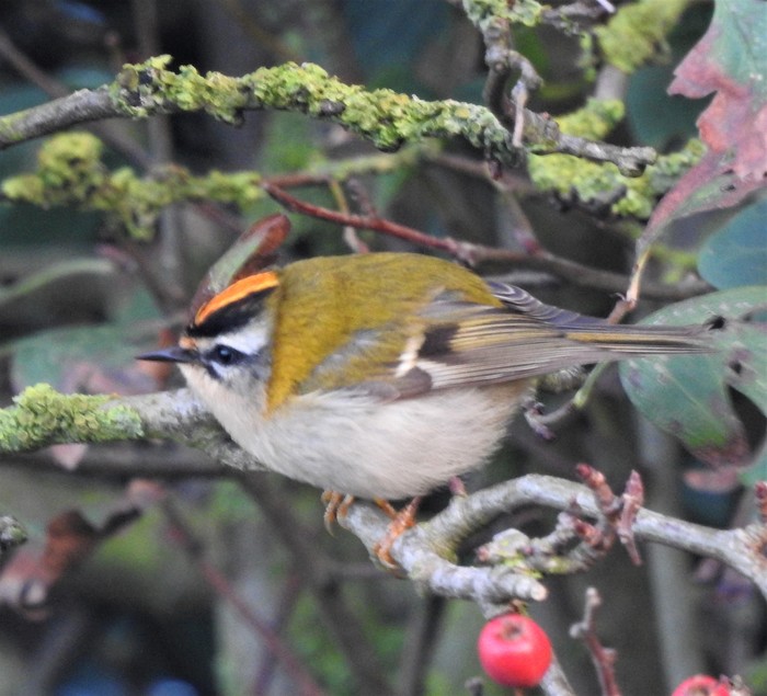 Firecrest