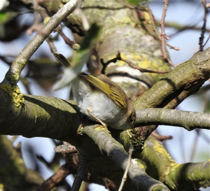 Western Bonelli's Warbler